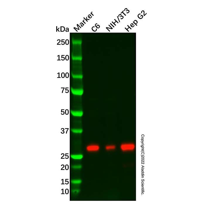 Recombinant CLIC4 Antibody -    by Aladdin Scientific