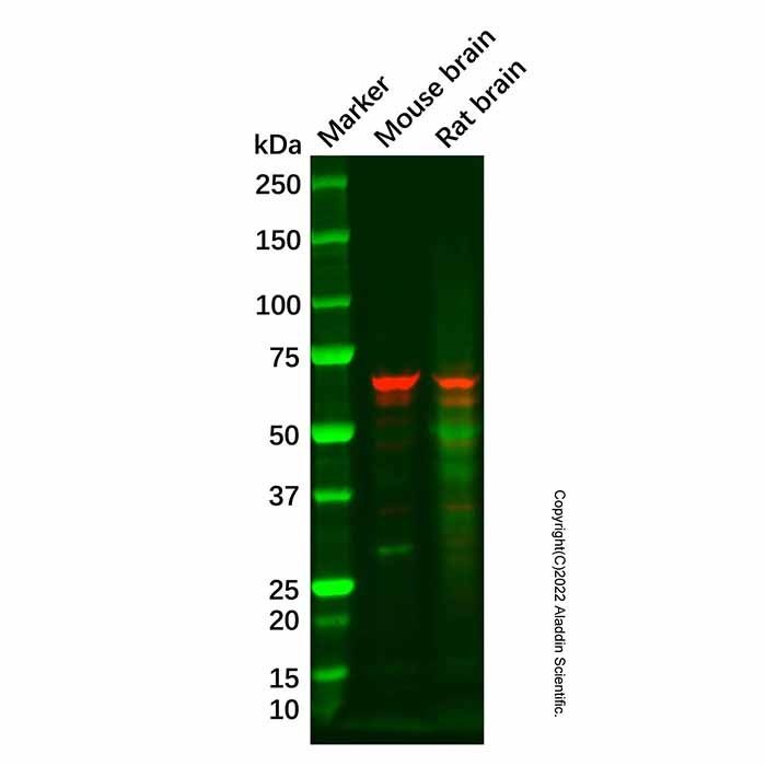 CLIPR-59 Antibody -    by Aladdin Scientific