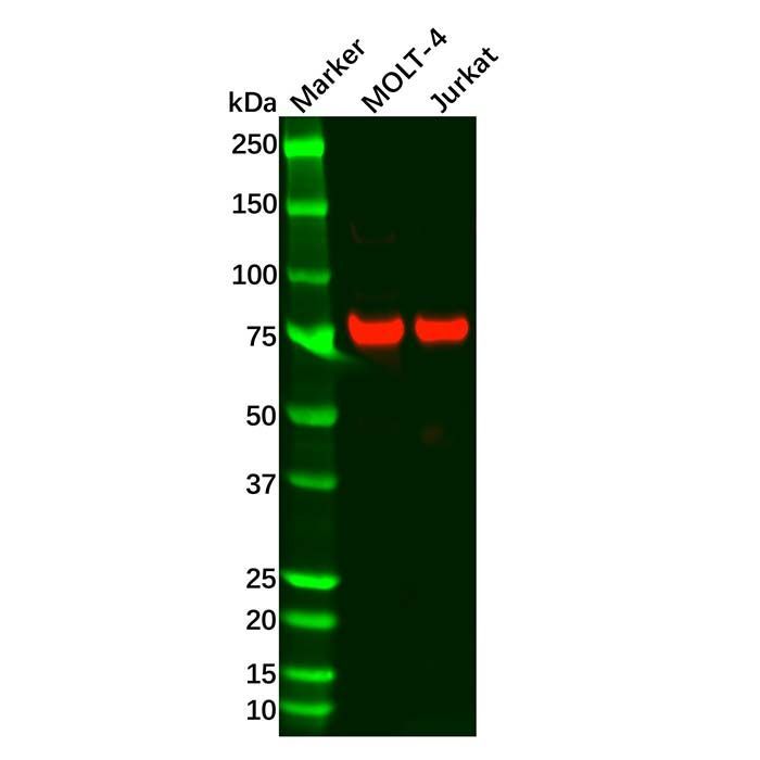 Recombinant c-Myb Antibody -    by Aladdin Scientific