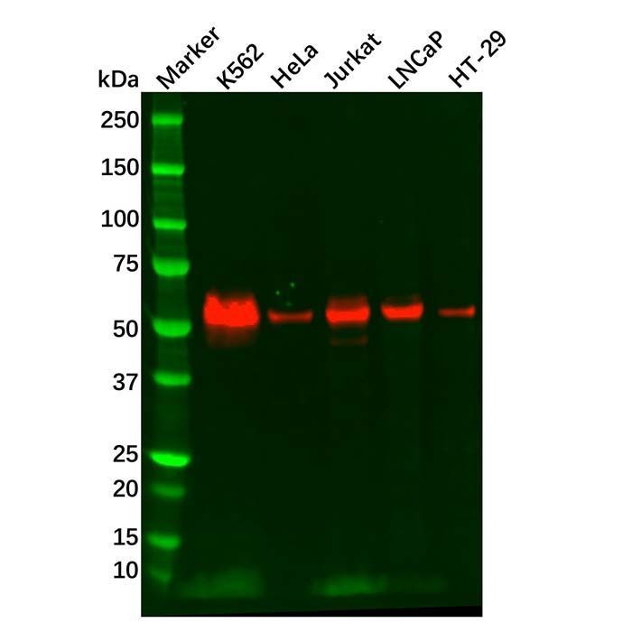 Recombinant c-Myc Antibody -    by Aladdin Scientific