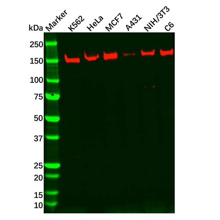 Recombinant Collagen III Antibody -    by Aladdin Scientific