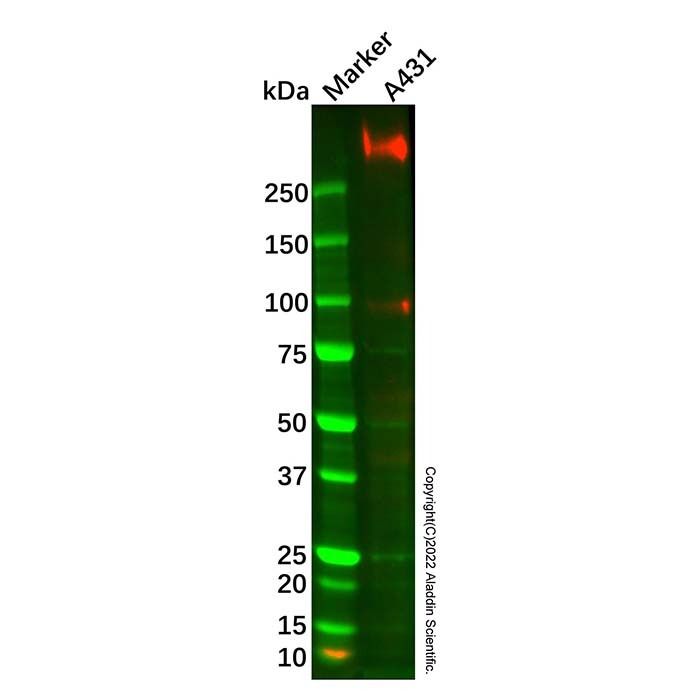 Collagen VII Antibody -    by Aladdin Scientific