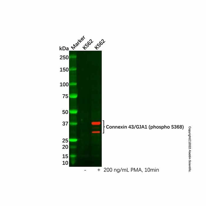 Connexin 43/GJA1 (phospho S368) Antibody -    by Aladdin Scientific