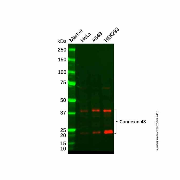 Connexin 43/GJA1 Antibody -    by Aladdin Scientific