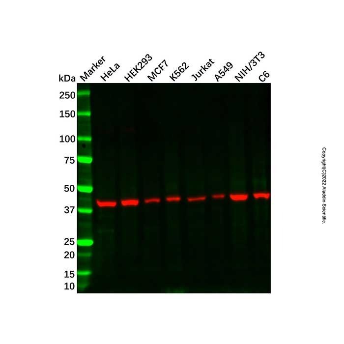 Recombinant COPS3/CSN3 Antibody - by Aladdin Scientific