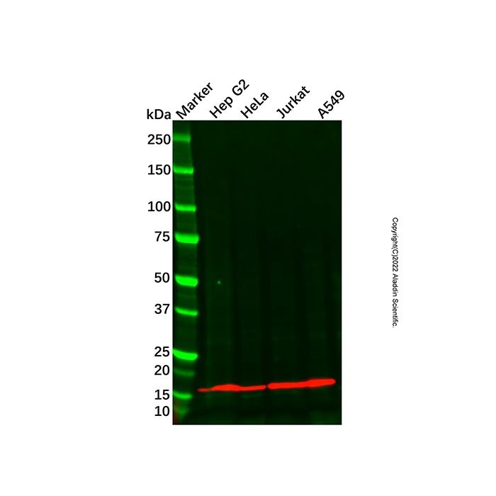 Recombinant COX IV Antibody -    by Aladdin Scientific