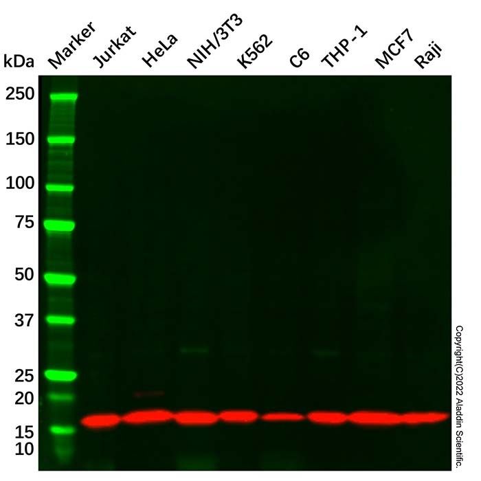 COX IV Mouse mAb -    by Aladdin Scientific