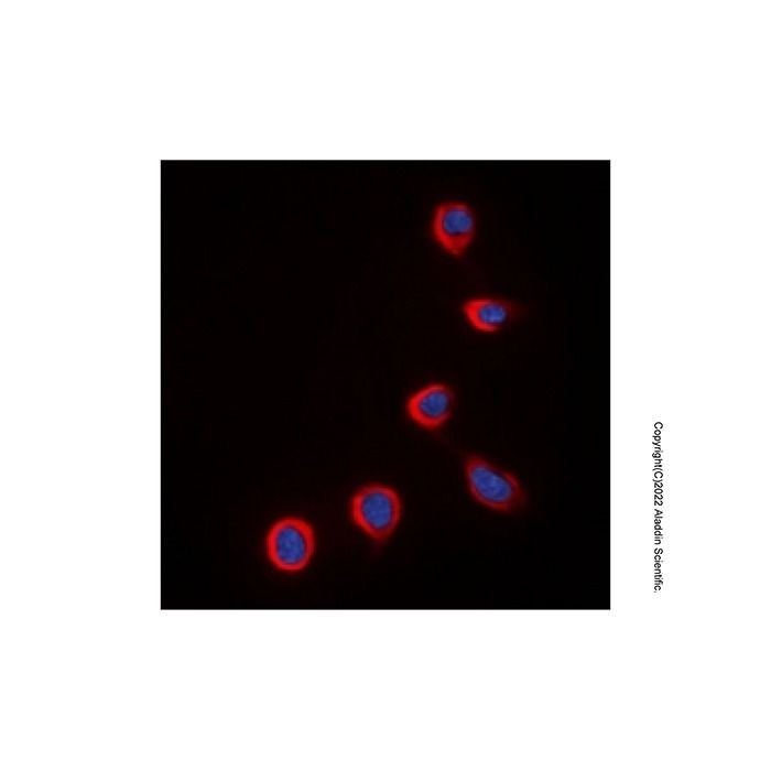 COX4I2 Antibody -    by Aladdin Scientific