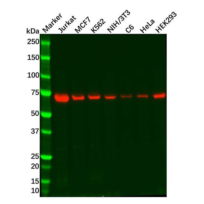Recombinant CPSF6 Antibody -    by Aladdin Scientific