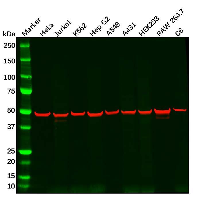 Recombinant CREB Antibody -    by Aladdin Scientific