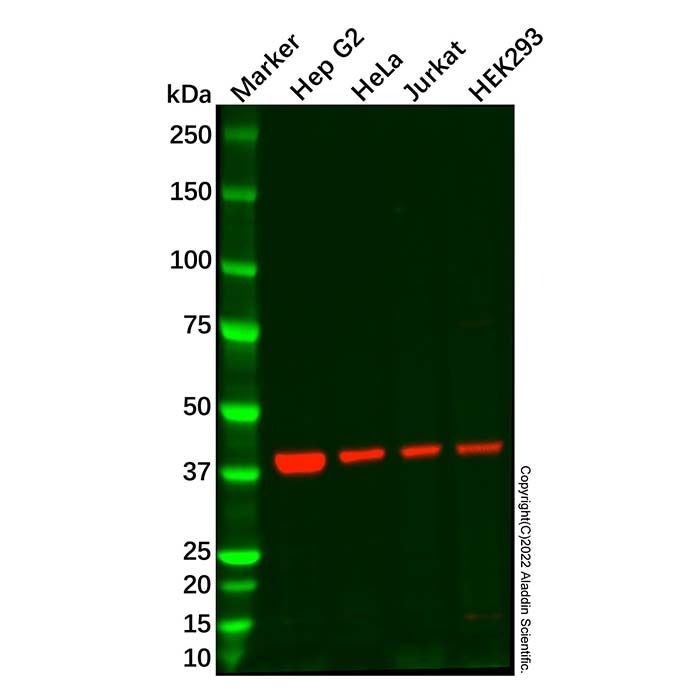 CREB3 Antibody -    by Aladdin Scientific
