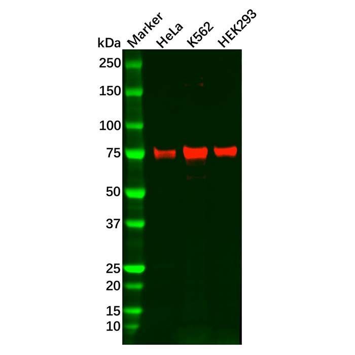 Recombinant c-Rel Antibody -    by Aladdin Scientific