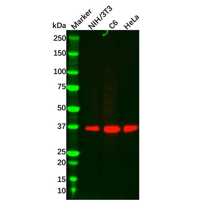 Recombinant CrkL Antibody -    by Aladdin Scientific
