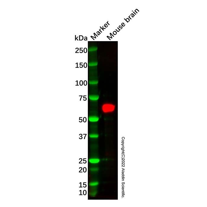 Recombinant CRMP4 Antibody -    by Aladdin Scientific