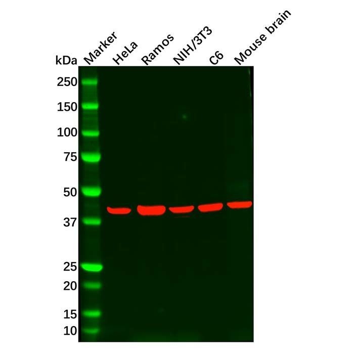 Recombinant CSNK2A1 Antibody -    by Aladdin Scientific