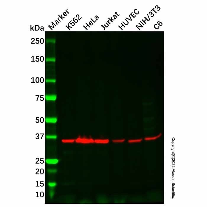 CSNK2A2 Antibody -    by Aladdin Scientific