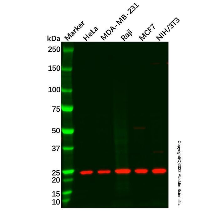 CSP-C Antibody -    by Aladdin Scientific