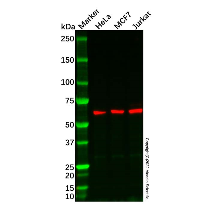 CSTF2T Antibody -    by Aladdin Scientific