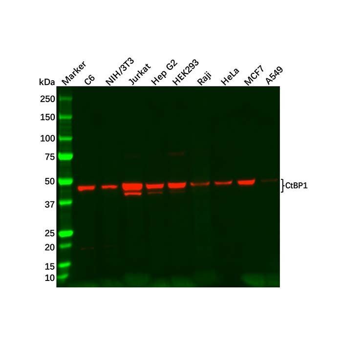 Recombinant CtBP1 Antibody -    by Aladdin Scientific