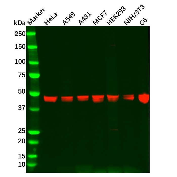 Recombinant CTBP2 Antibody -    by Aladdin Scientific