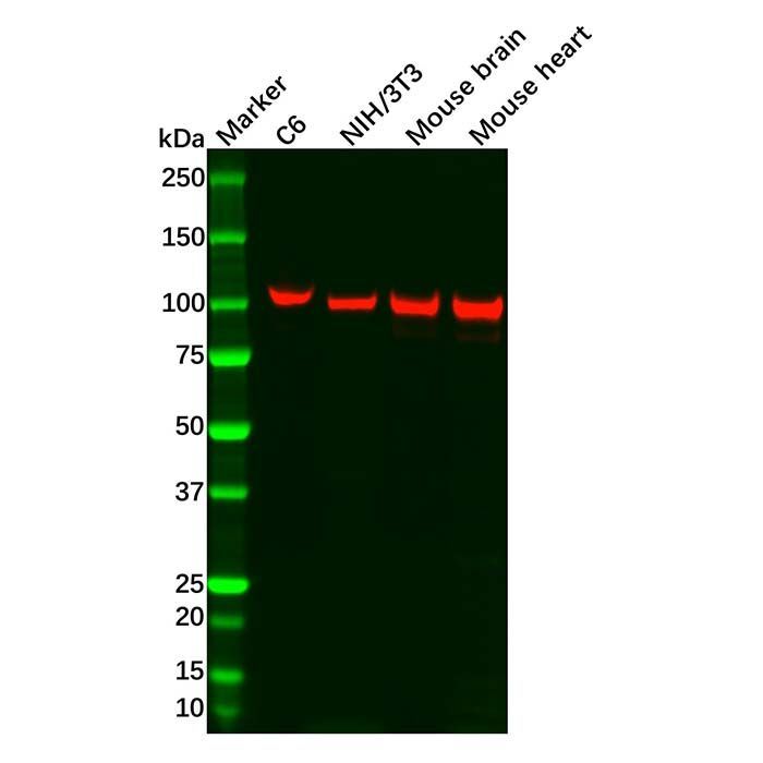 Recombinant CTNNA3 Antibody -    by Aladdin Scientific