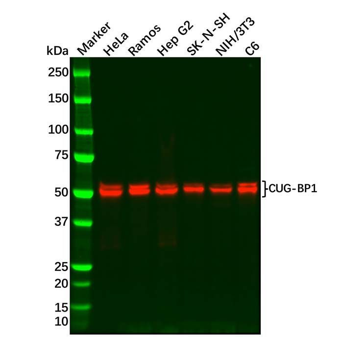 Recombinant CUG-BP1 Antibody -    by Aladdin Scientific