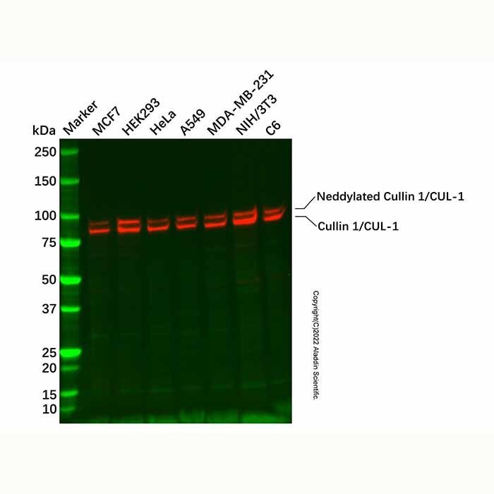Recombinant Cullin 1/CUL-1 Antibody -    by Aladdin Scientific