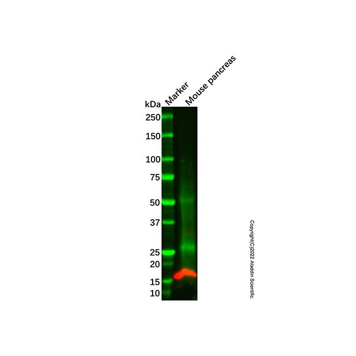 Recombinant CXCL5 Antibody -    by Aladdin Scientific