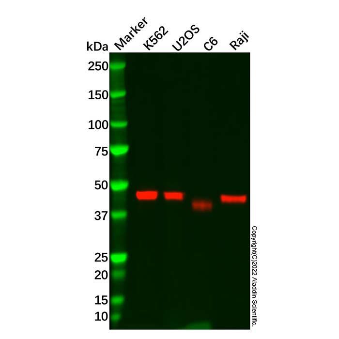 Recombinant CXCR5 Antibody -    by Aladdin Scientific