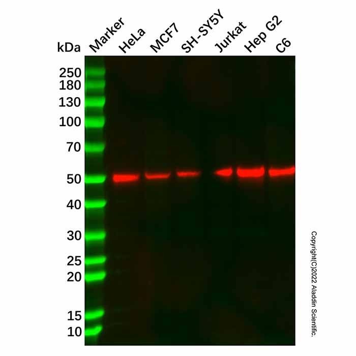 Recombinant Cyclin A1/A2 Antibody -    by Aladdin Scientific