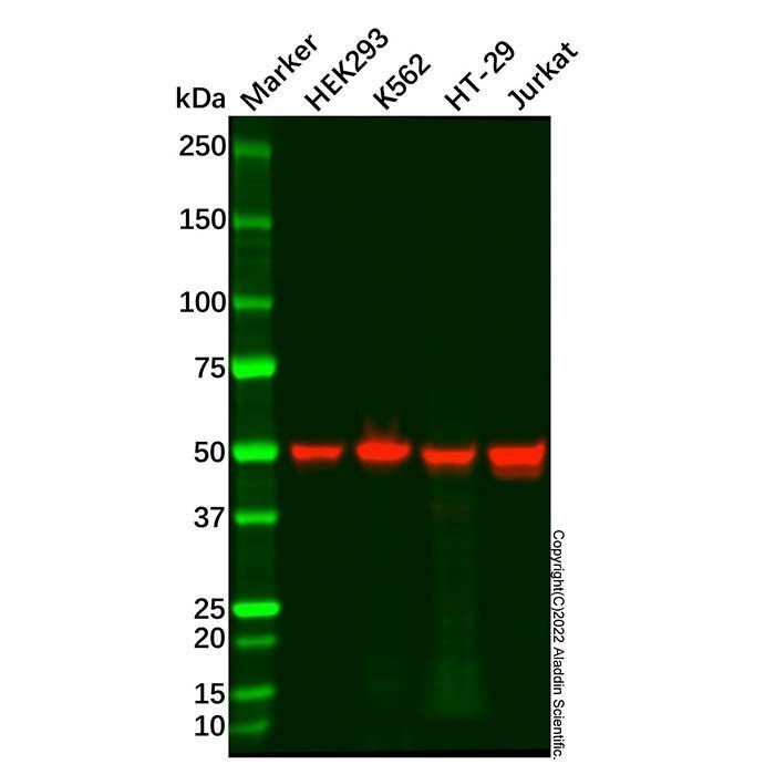 Recombinant Cyclin A2 Antibody -    by Aladdin Scientific