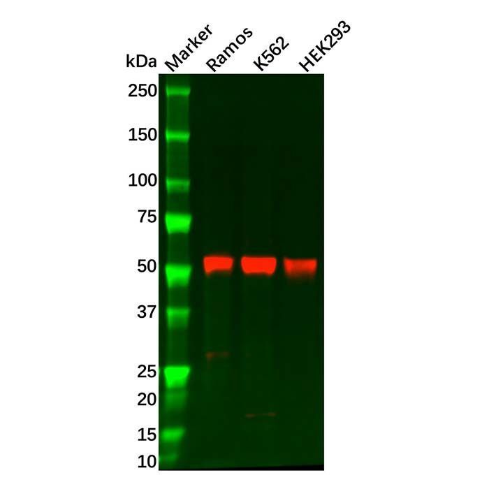 Cyclin B1 Antibody -    by Aladdin Scientific