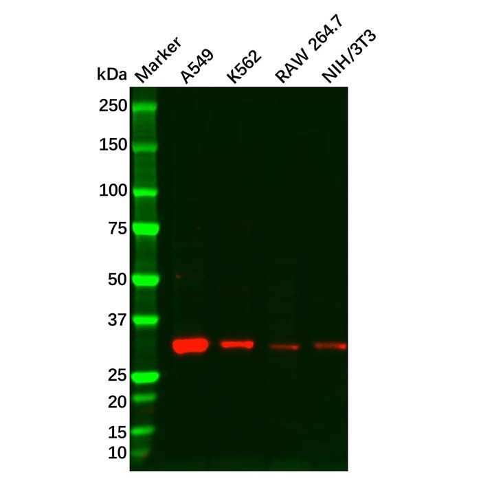 Cyclin D3/CCND3 Antibody -    by Aladdin Scientific