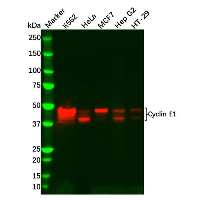 Recombinant Cyclin E1 Antibody -    by Aladdin Scientific