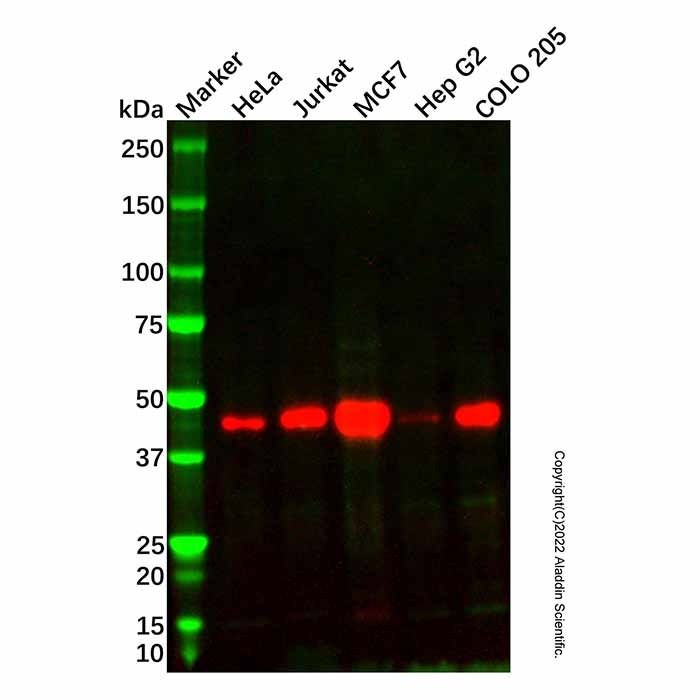 Recombinant Cyclin E2 Antibody -    by Aladdin Scientific