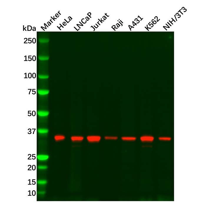 Recombinant Cyclin H/p34 Antibody - by Aladdin Scientific
