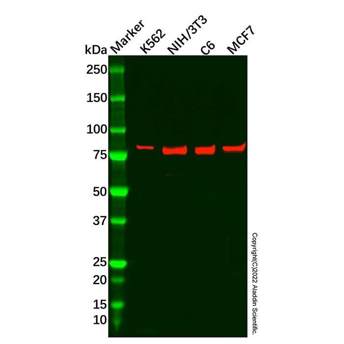 Recombinant Cyclin T1 Antibody -    by Aladdin Scientific