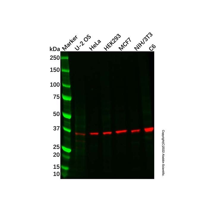Cyclin Y Antibody -    by Aladdin Scientific