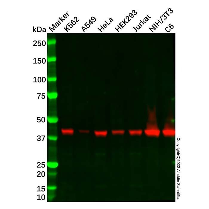 Recombinant Cyclophilin 40 Antibody -    by Aladdin Scientific