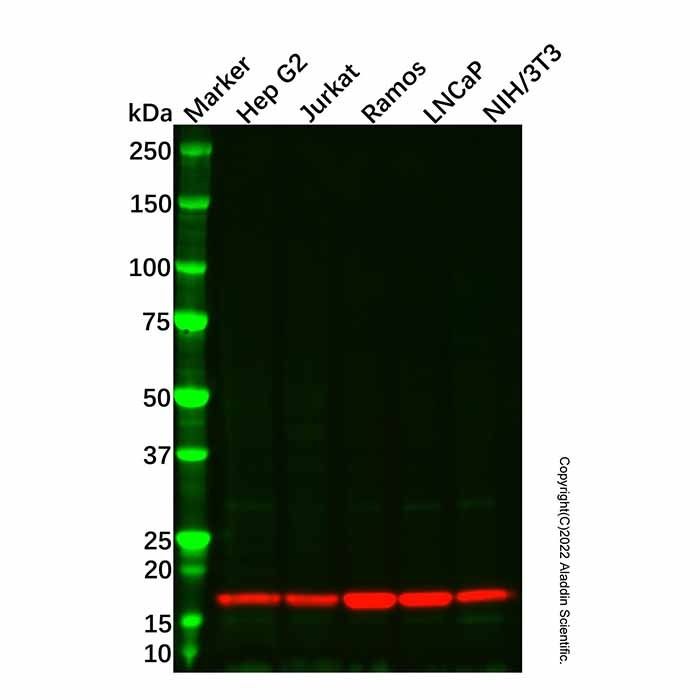 Recombinant Cyclophilin A Antibody -    by Aladdin Scientific