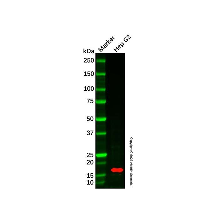 Cytochrome b5 Antibody -    by Aladdin Scientific