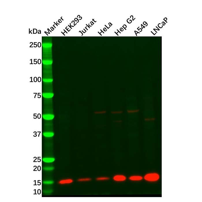 Cytochrome C Mouse mAb -    by Aladdin Scientific