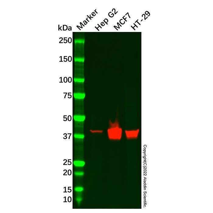 Cytokeratin 19 Mouse mAb - by Aladdin Scientific
