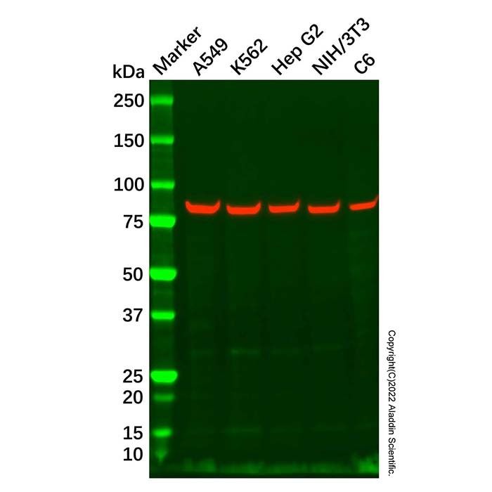 Recombinant DACH1 Antibody -    by Aladdin Scientific