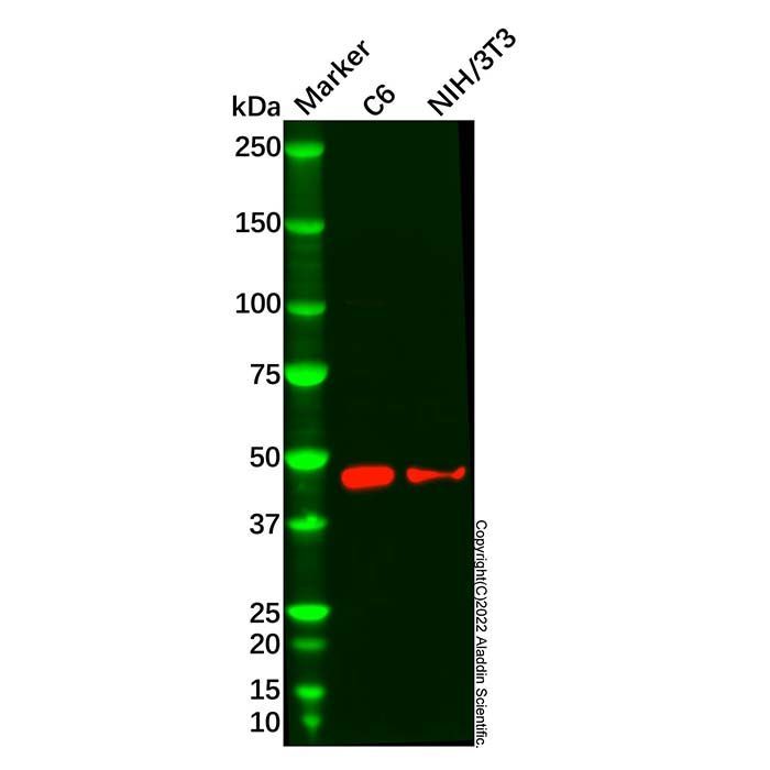 DAI Antibody -    by Aladdin Scientific