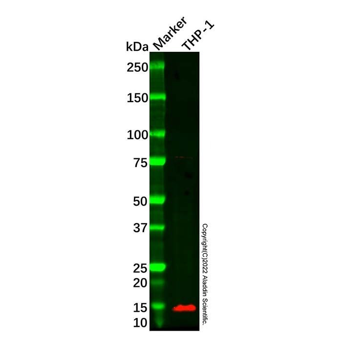 Recombinant DAP12 Antibody -    by Aladdin Scientific