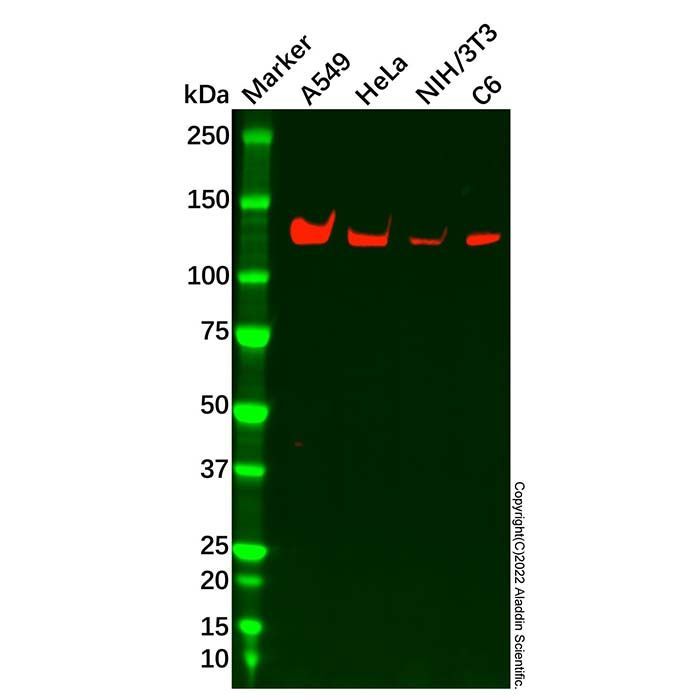 DBC-1 Mouse mAb - by Aladdin Scientific