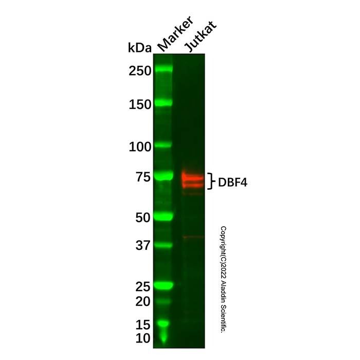 Recombinant DBF4 Antibody -    by Aladdin Scientific
