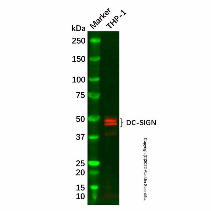 Recombinant DC-SIGN Antibody -    by Aladdin Scientific