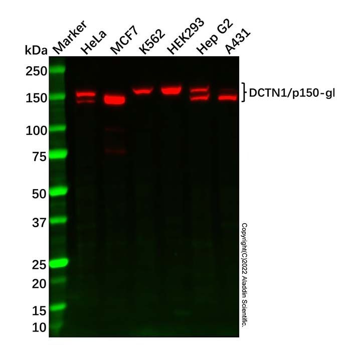 DCTN1/p150-glued Mouse mAb -    by Aladdin Scientific